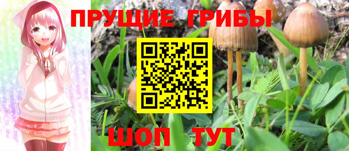 Галлюциногенные грибы Cubensis Изобильный